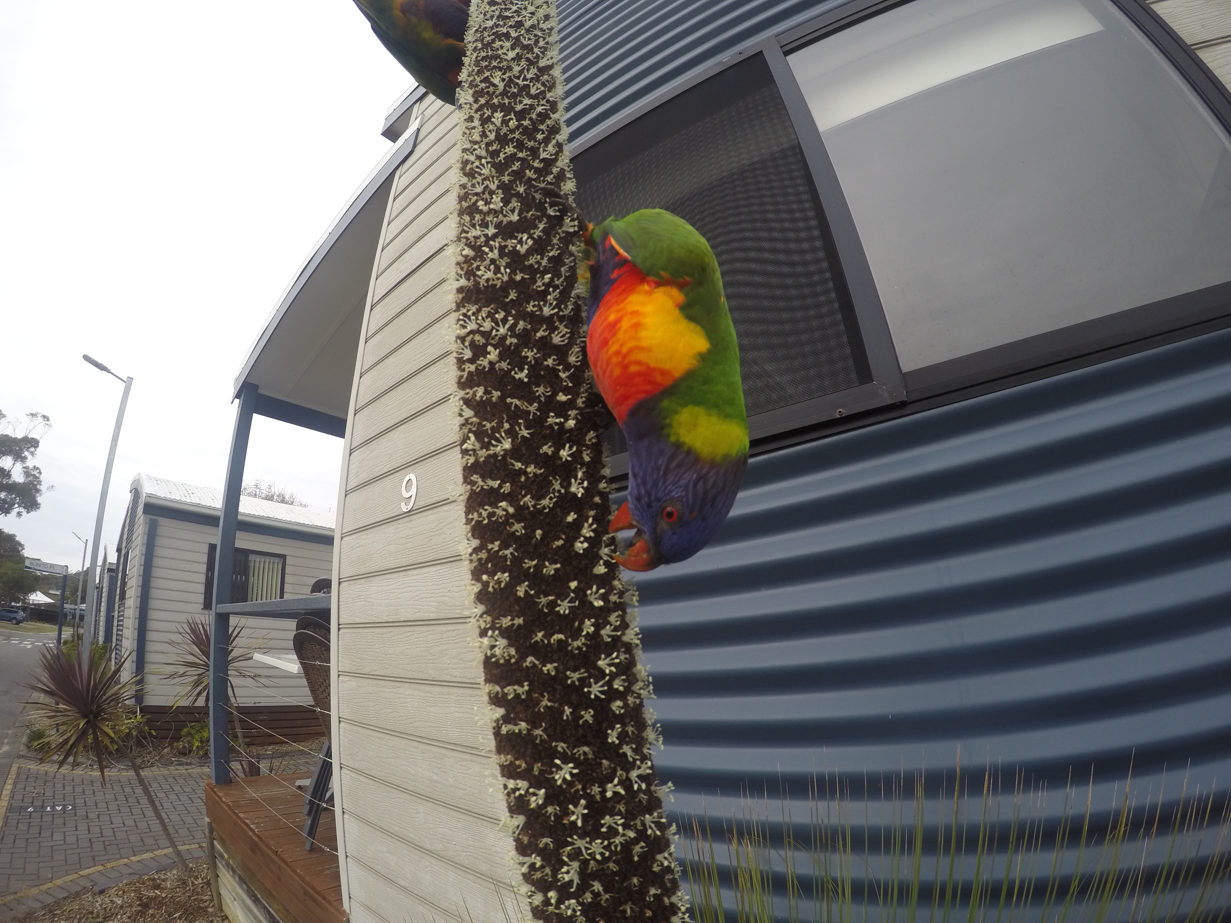 DCIM100GOPROG0241725.