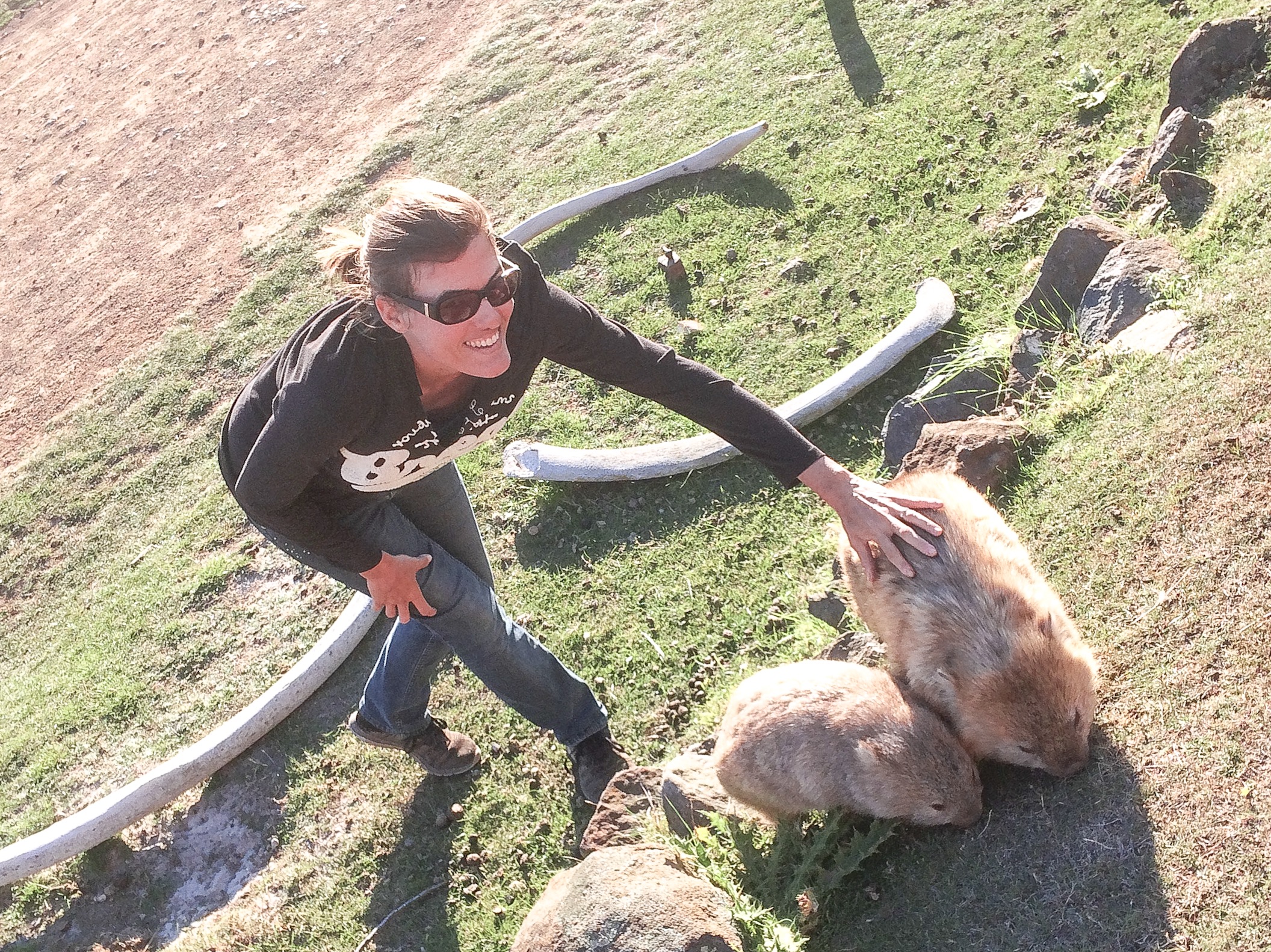 Wombat à Maria Island
