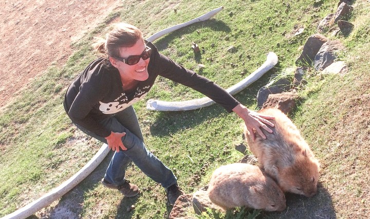 Wombat à Maria Island