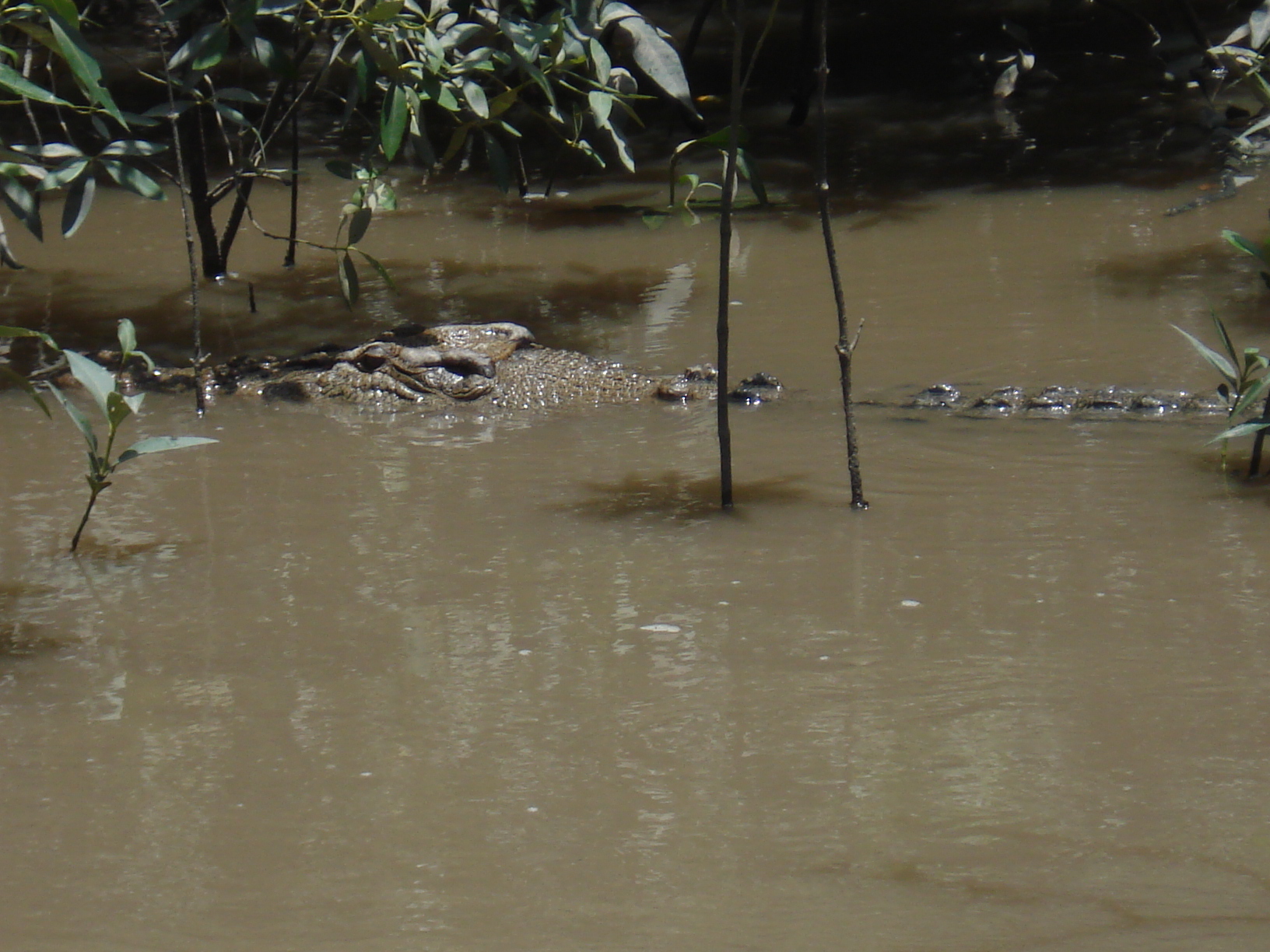 Crocodile en Australie