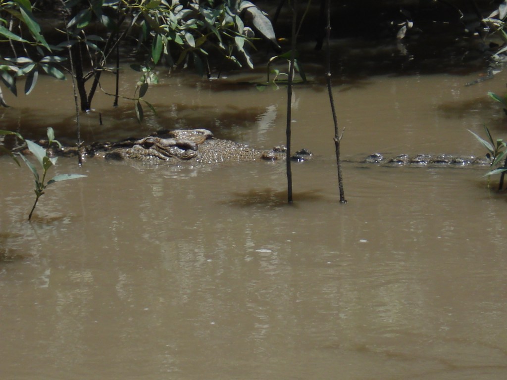 Crocodile en Australie
